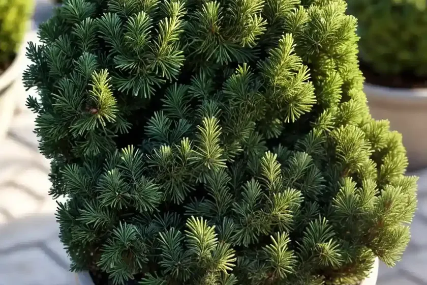 Daniel’s dwarf juniper (juniperus chinensis ‘daniels dwarf’) — photo 2