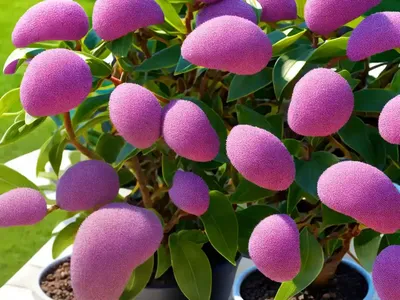 Daphne (Daphne Kurdica)
