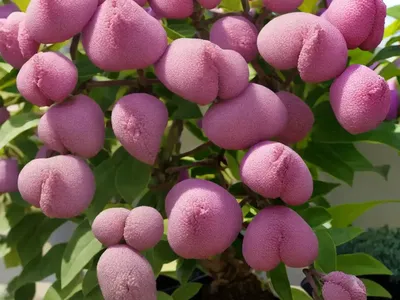 Daphne (Daphne X Burkwoodii ‘Somerset’)