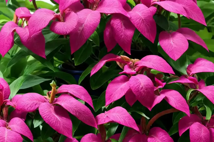 Daphne (daphne x transatlantica ‘jim’s pride’) — photo 2