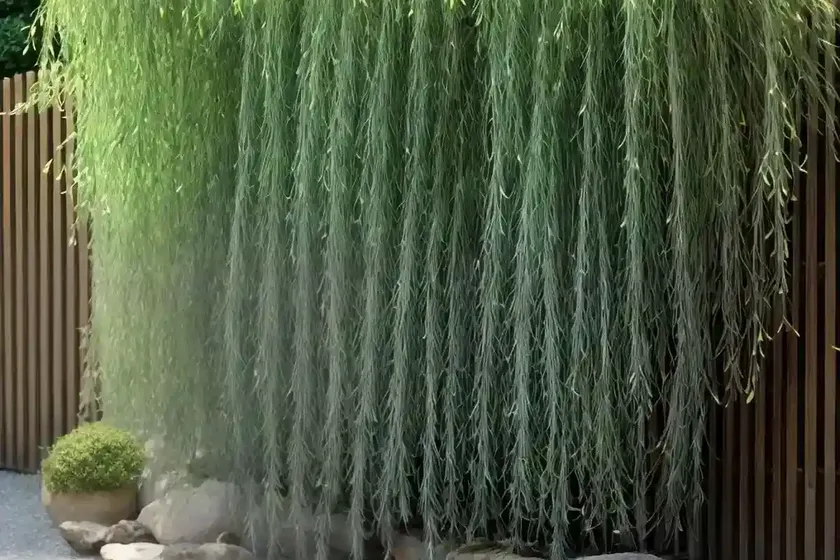 Dappled Willow (Salix Integra ‘hakuro-nishiki’) — photo 2