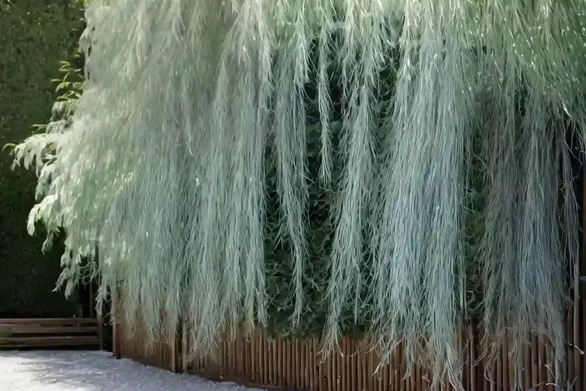 Dappled Willow (Salix Integra ‘hakuro-nishiki’) — photo 3