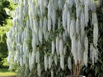 Dappled Willow (Salix Integra ‘hakuro-nishiki’)