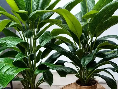 Darjeeling Banana (Musa Sikkimensis)