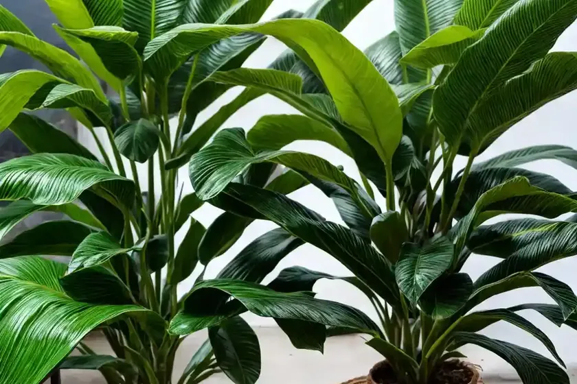 Darjeeling banana (musa sikkimensis)