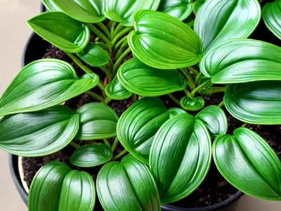Dark Green Beetle Radiator Plant (Peperomia Angulata ‘rocca Scuro’)
