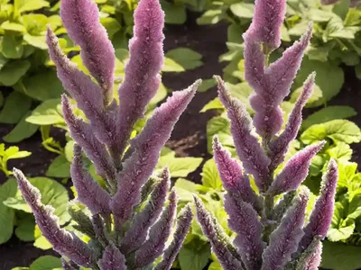 Dark Mullein (Verbascum Nigrum)