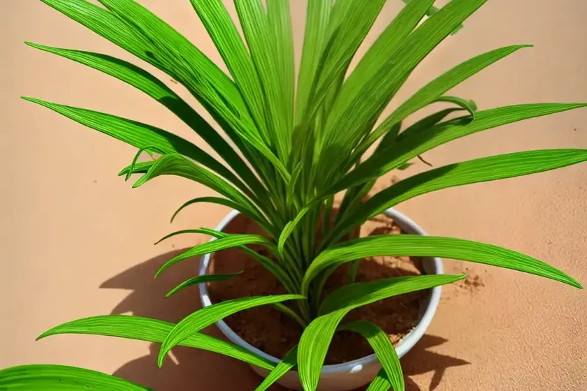 Dasylirion acrotrichum (green desert spoon) — photo 2