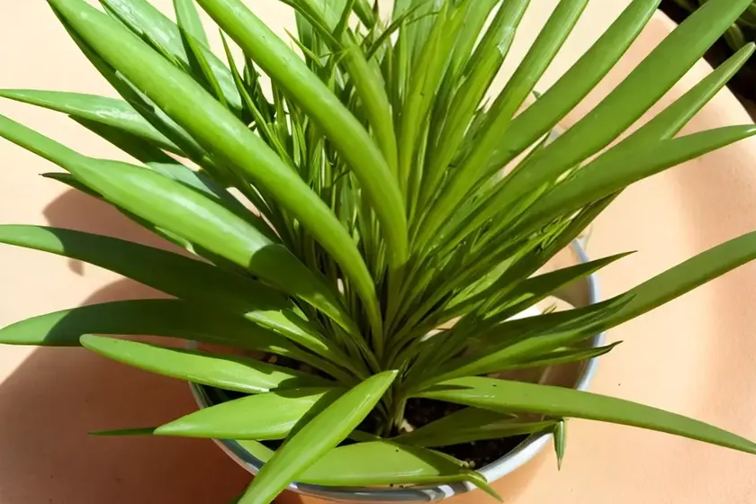 Dasylirion acrotrichum (green desert spoon) — photo 3