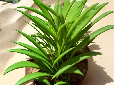 Dasylirion Acrotrichum (Green Desert Spoon)