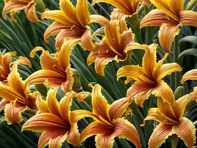 Daylilies (Hemerocallis)