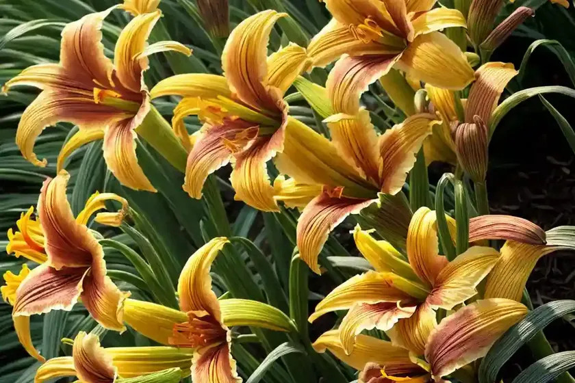 Daylily (hemerocallis ‘double doodah’) — photo 3