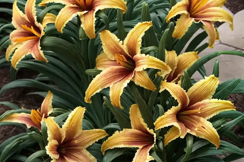 Daylily (Hemerocallis ‘Everblooming Doll’) — photo 2