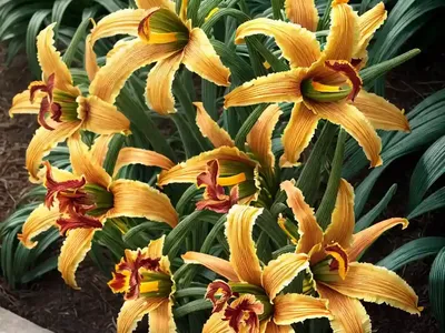 Daylily (Hemerocallis ‘Everblooming Doll’)