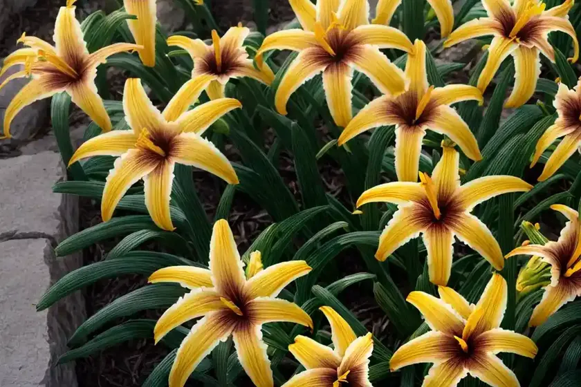 Daylily (hemerocallis ‘mission moonlight’) — photo 2