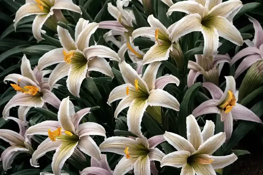 Daylily (hemerocallis ‘mission moonlight’) — photo 3