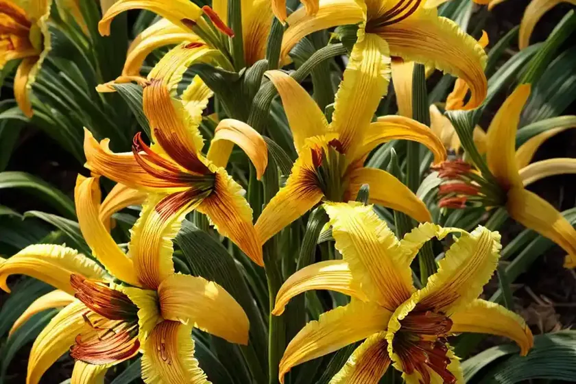 Daylily (hemerocallis ‘pawn of prophecy’) — photo 2