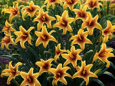 Daylily (Hemerocallis ‘Pawn Of Prophecy’)