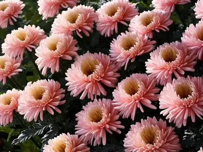 Decorative Garden Mum (Chrysanthemum ‘Yohannah’ Hannah)