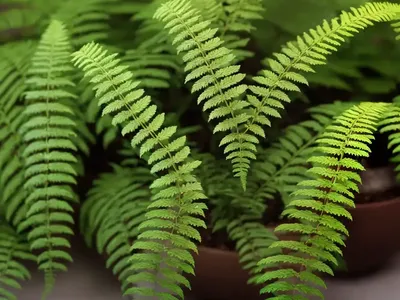 Deer Fern (Blechnum Spicant)