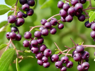 Deerberry (Vaccinium Stamineum)
