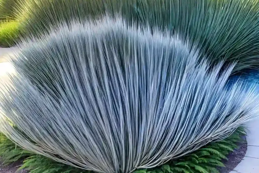 Deergrass (muhlenbergia rigens) — photo 2