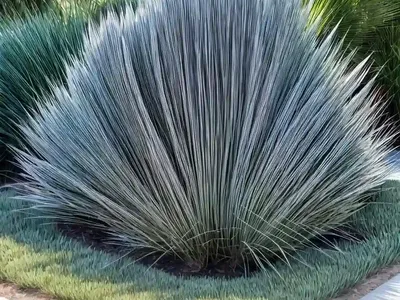 Deergrass (Muhlenbergia Rigens)