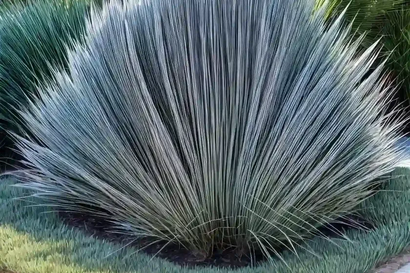 Deergrass (muhlenbergia rigens)