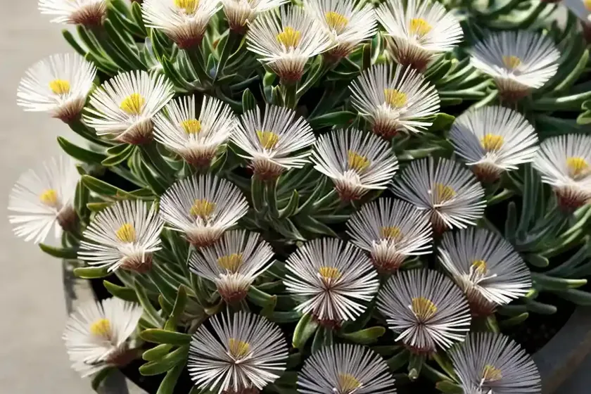 Delosperma congestum ‘gold nugget’ (ice plant) — photo 2