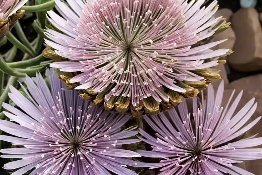 Delosperma congestum ‘gold nugget’ (ice plant) — photo 3