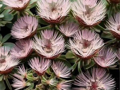 Delosperma Congestum ‘Gold Nugget’ (Ice Plant)