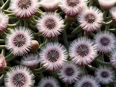 Delosperma Congestum ‘White Nugget’ (Ice Plant)