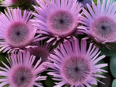 Delosperma Cooperi (Ice Plant)
