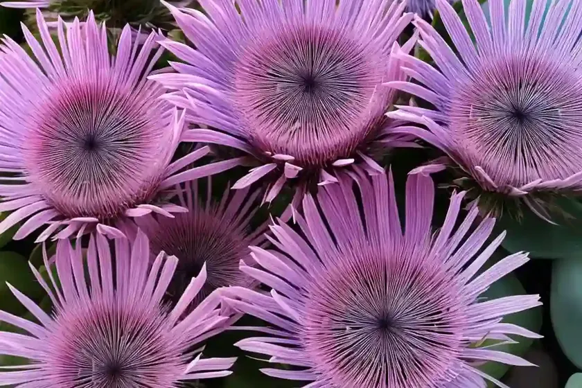 Delosperma cooperi (ice plant)
