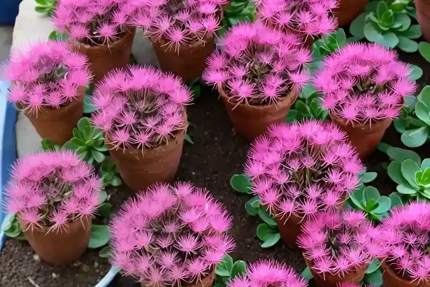 Delosperma dyeri red mountain (ice plant) — photo 3