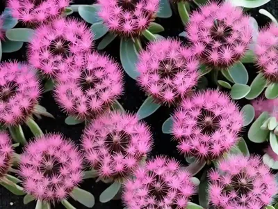 Delosperma Dyeri Red Mountain (Ice Plant)