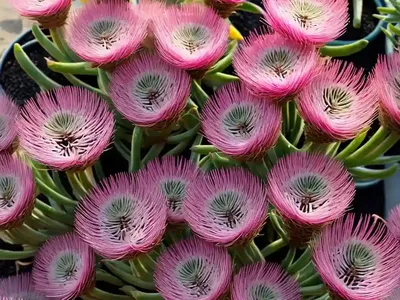 Delosperma Hotcakes� ‘Banana Blast’ (Ice Plant)