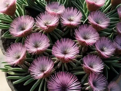 Delosperma Hotcakes� ‘Coconut Crush’ (Ice Plant)