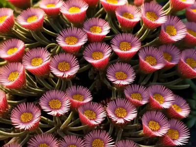 Delosperma Hotcakes� ‘Tangerine Tango’ (Ice Plant)