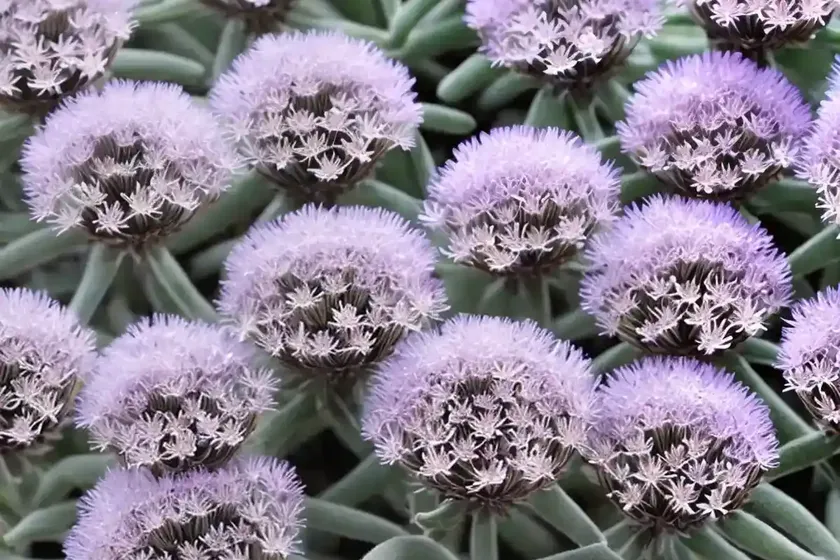 Delosperma lavender ice (ice plant) — photo 2