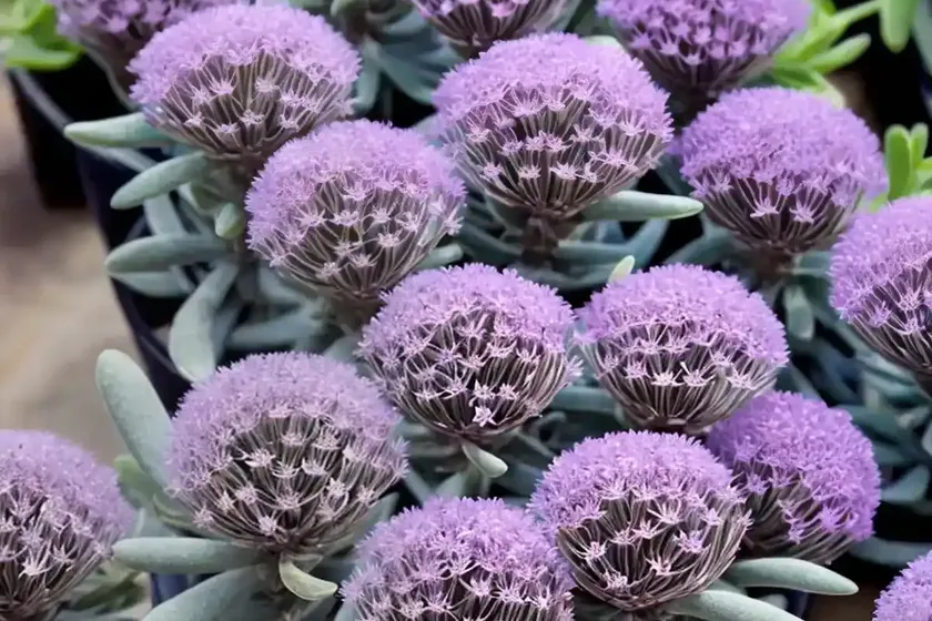 Delosperma lavender ice (ice plant) — photo 3