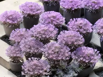 Delosperma LAVENDER ICE (Ice Plant)