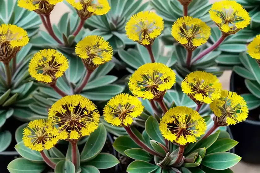 Delosperma Nubigenum (Hardy Yellow Ice Plant) — photo 2