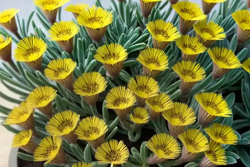 Delosperma Nubigenum (Hardy Yellow Ice Plant) — photo 3