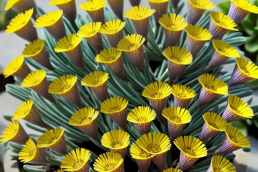 Delosperma Nubigenum (Hardy Yellow Ice Plant)