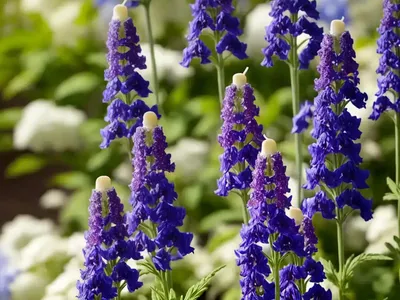 Delphinium Astolat Group (Candle Larkspur)