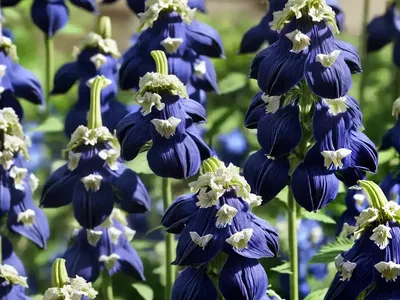 Delphinium Elatum Delphina� ‘Dark Blue White Bee’ (Dwarf Delphinium)