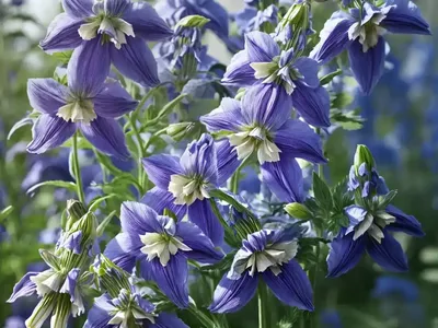 Delphinium Elatum Delphina� ‘Rose White Bee’ (Dwarf Delphinium)