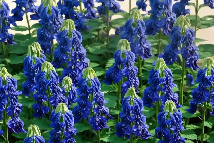 Delphinium grandiflorum ‘summer blues’) — photo 3