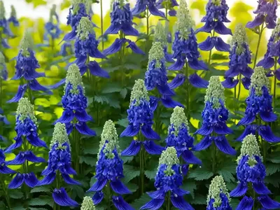 Delphinium Grandiflorum ‘Summer Cloud’)